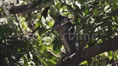 野舟嘴鹭栖息在树上，隐蔽在树枝间，不受<strong>掠食者</strong>的攻击